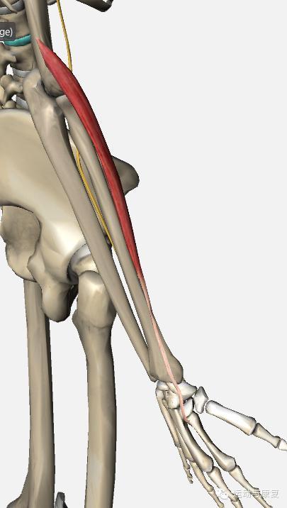 尺侧腕屈肌腱图片图片
