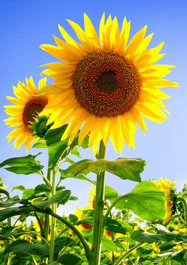 揭秘向日葵随太阳起舞的秘密