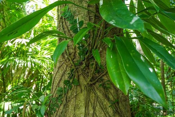 随处可见的寄生在树干上的蕨类植物.