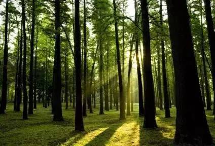 贵阳市完成7个区(市,县)苗木质量抽查