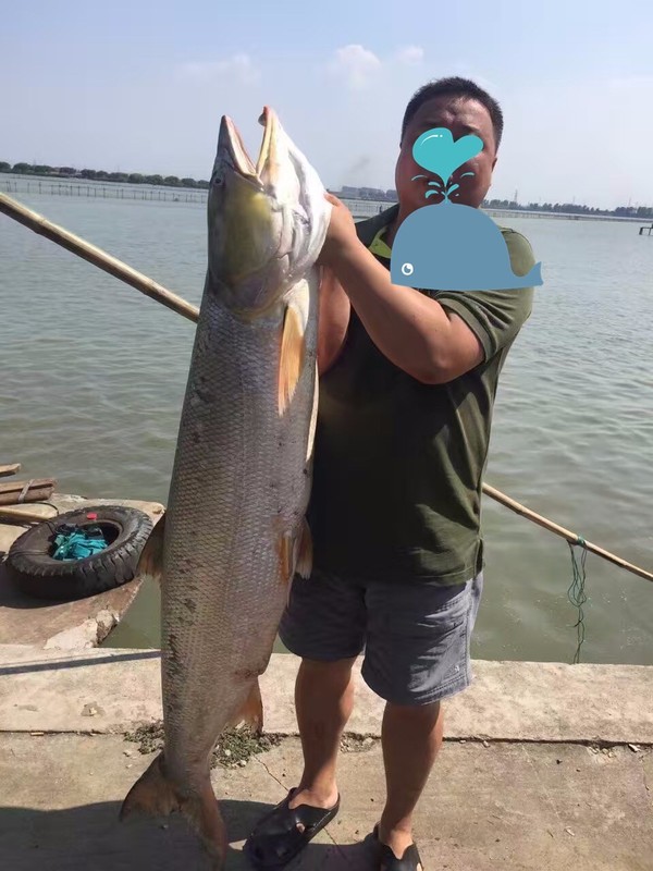 80-90斤的鳡鱼,看样子会不会又一米五?