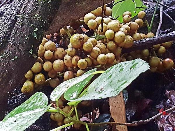 手拿望天树种子,看着它迫不及待极速旋转而下,许下心愿希望树种植根于