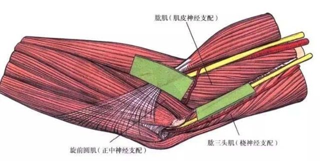 手術技巧:肘關節內側手術入路要點