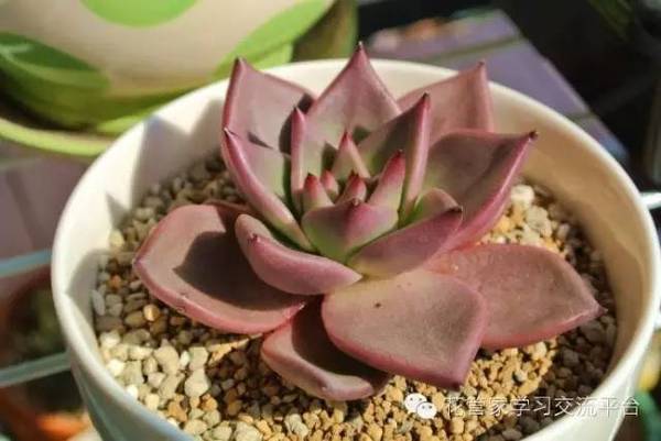 大叔讲堂 你的生日代表什么多肉星座 新闻频道 手机搜狐