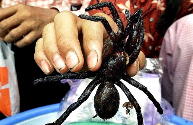 令人毛骨悚然的柬埔寨美食油炸毒蜘蛛-新聞頻道-手機搜狐