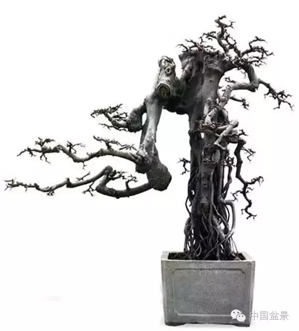 悬崖式树桩盆景制作要点与盆友新作欣赏