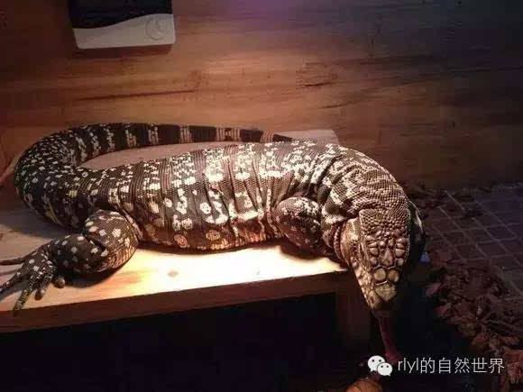 [翻译]泰加巨蜥全解析(日常饲养,繁殖,冬眠)