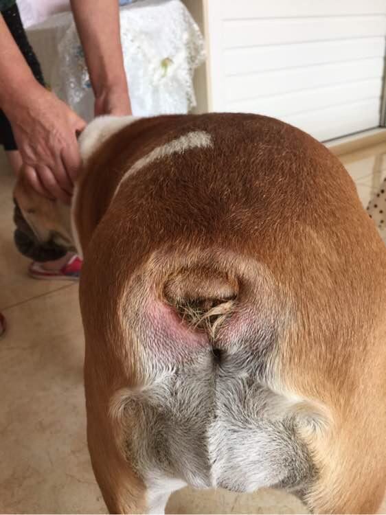 狗不能养太肥,体重匀称就好,太肥了在夏天容易中暑也容易滋生螨虫.