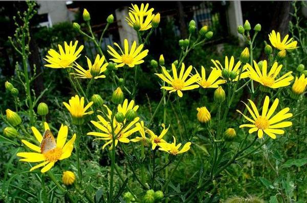 这个黄花野草,不仅可以明目,还可以治疗各种瘙痒