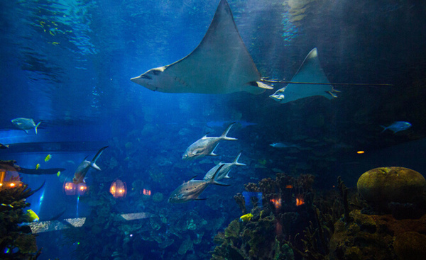 南昌万达海洋馆门票团购优惠|海洋乐园门地址