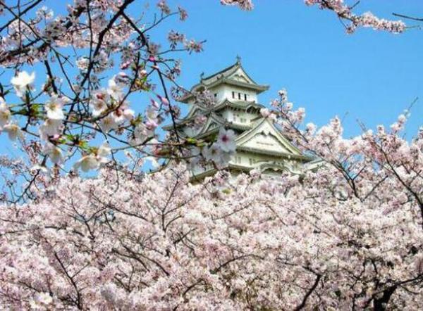 赏花季 萱语萱颜快速祛痘让你人比花美