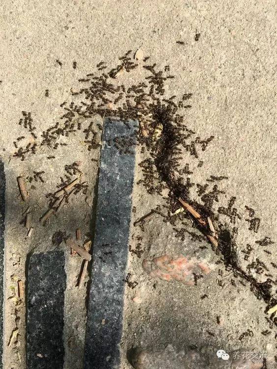 12种醋在花园里的神奇用法 养花不再费力 新闻频道 手机搜狐 12种醋在花园里的神奇用法 养花不再费力 新闻频道 手机搜狐