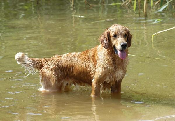 狗狗拉肚子 腹泻 吃什么药 新闻频道 手机搜狐