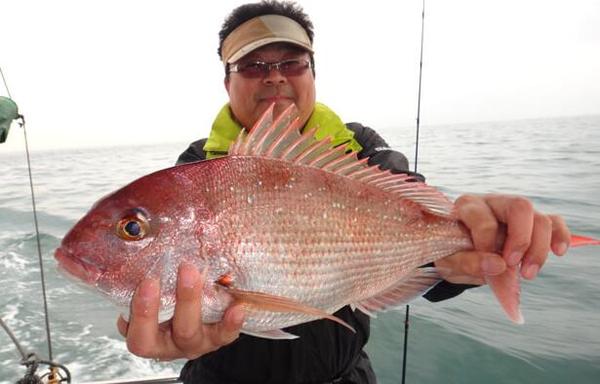 海釣真鯛釣法和垂釣真鯛最佳季節