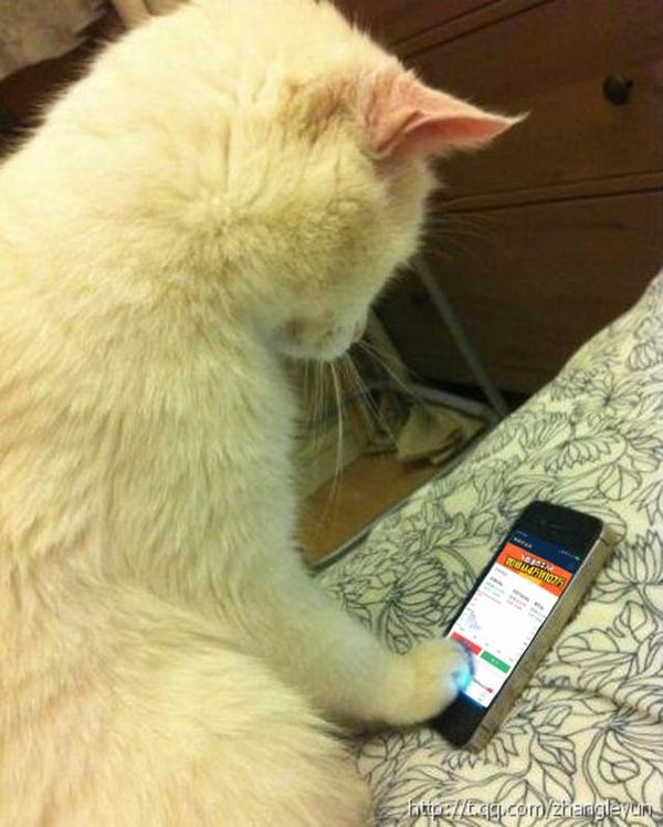 猫为什么喜欢玩手机