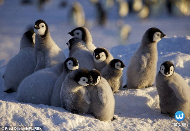 国王企鹅在极地寒风中为了帮企鹅宝宝取暖 竟然这样做 新闻频道 手机搜狐