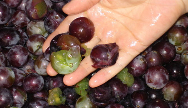 讲真,看完这个,你不会再舍得吐掉葡萄皮了