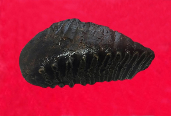 猛犸象牙化石收藏价值高达千万