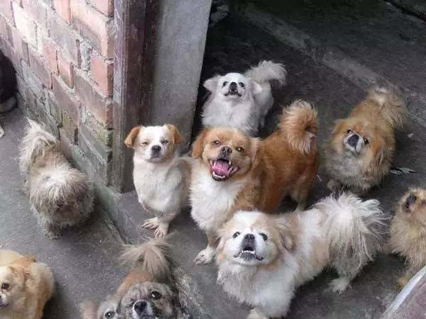 [新观察]固原约有8万只狗,接种狂犬疫苗的仅300多只