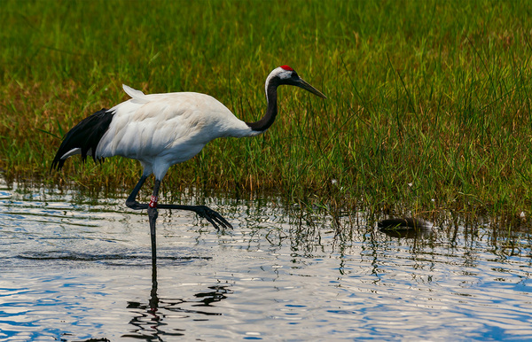 扎龙湿地,有丹顶鹤陪伴的夏天