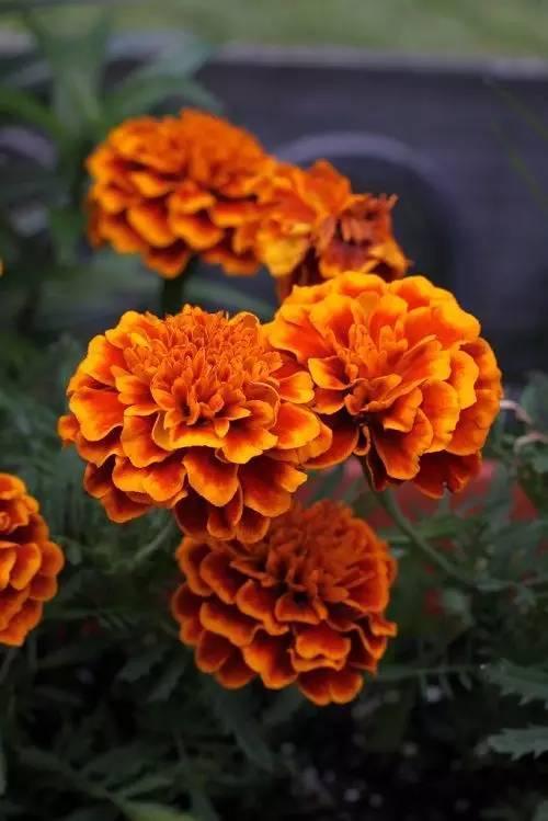 万寿菊,又名:臭芙蓉,为菊科,万寿菊属,一年生草本植物.