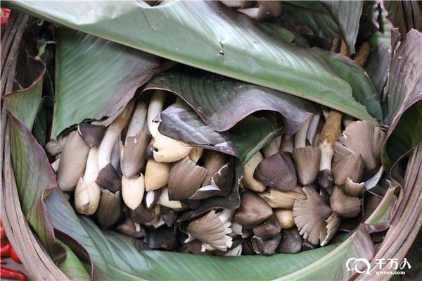 腾冲满城鸡枞香