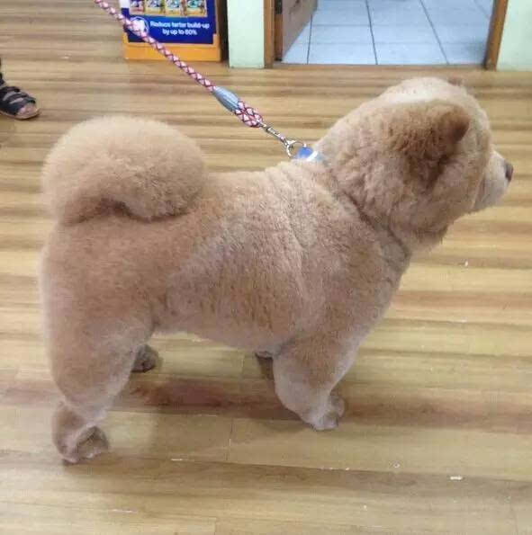 主人带松狮去修毛,结果领回家一熊孩子?