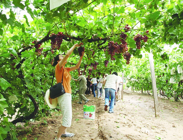 2016年沈阳采摘一日游,沈阳亲子采摘活动策划