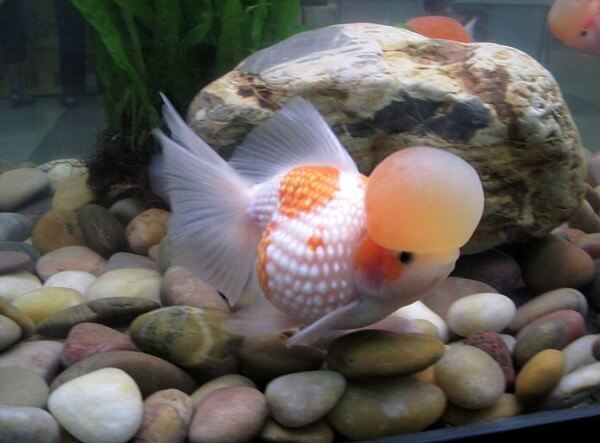 办公室观赏鱼类分类大全——中国金鱼