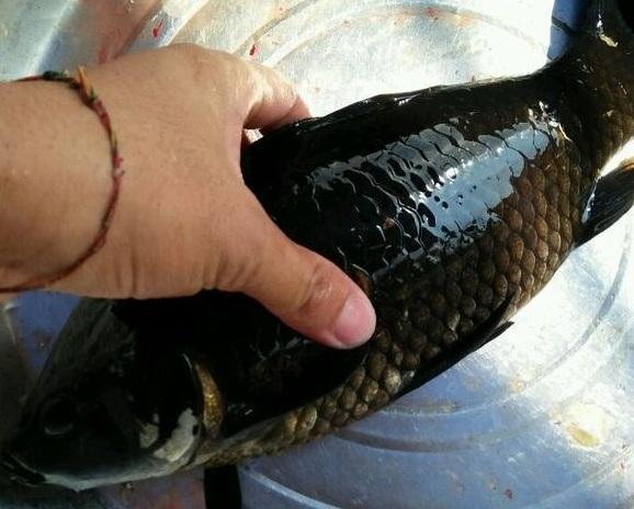 钓了一条鲤鱼全身黑色,拿回来不敢吃!