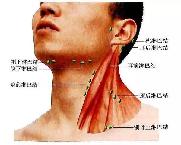 突然摸到淋巴结 该怎么办 健康频道 手机搜狐 突然摸到淋巴结 该怎么办 健康频道 手机搜狐