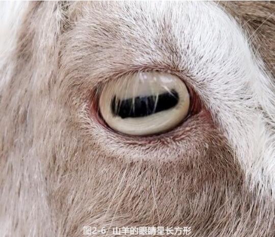 3,山羊的瞳孔可以变成长方形