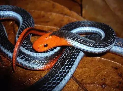 十大最罕见的蛇图片