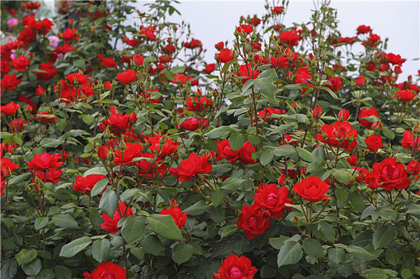 北京被称月季花城,「北京红」你了解多少?