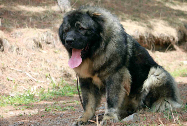 超大型運動犬 高加索犬詳細介紹及圖片展示