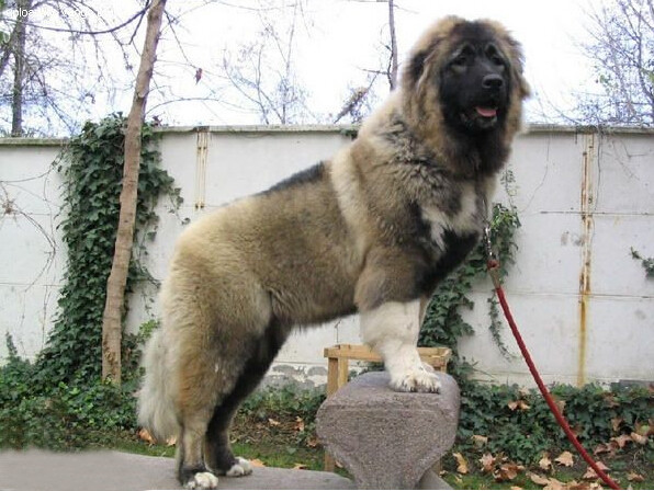 超大型运动犬高加索犬详细介绍及图片展示 新闻频道 手机搜狐