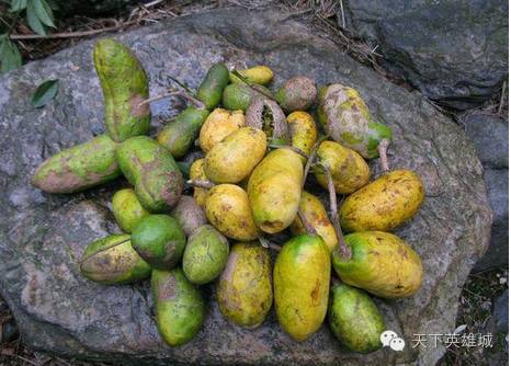 就是这个时节有的! 菱角