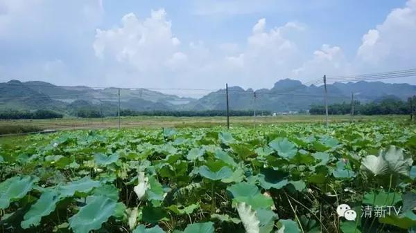 清新旅游小姐来到石潭水西村,远离滚滚喧嚣,寻觅心中的余音缭绕.