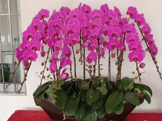 做好这8点就能把蝴蝶兰养好 新闻频道 手机搜狐