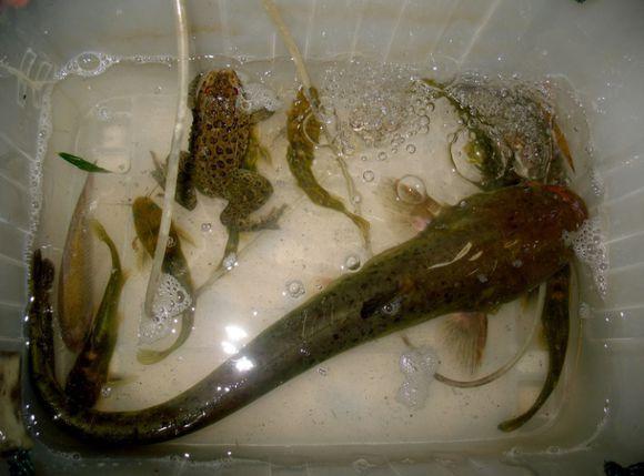 钓到大花鲶很幸运,没想到田鸡也上钩!