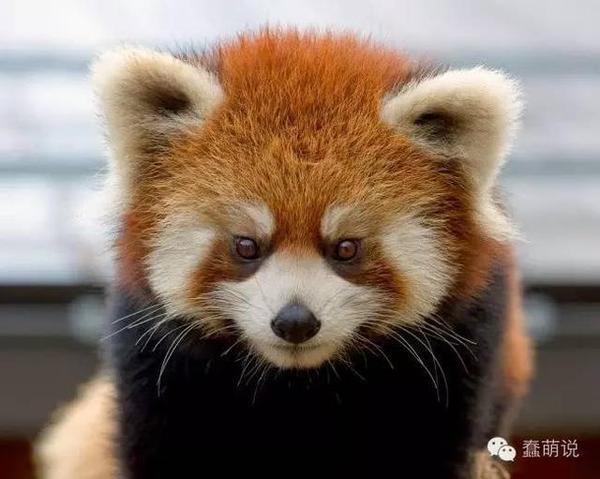 世界上那些最毛球的小动物们都在这里了,你最喜欢