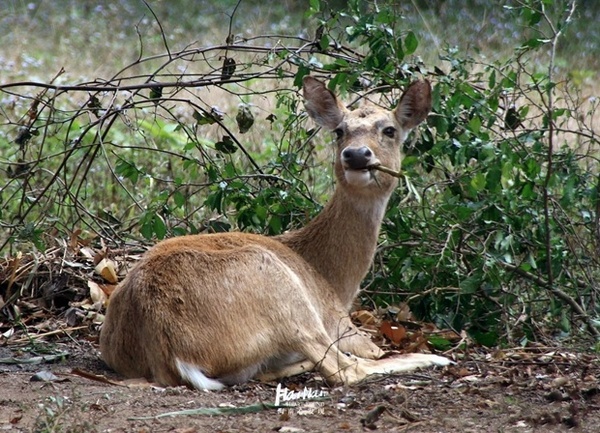 在海南这片大地上自由奔跑的精灵 旅游频道 手机搜狐