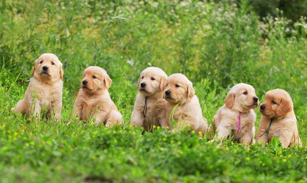 狗狗可以喝蜂蜜水吗 狗狗喝蜂蜜水有什么作用 新闻频道 手机搜狐