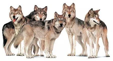 狼群是怎么被狮子逼去吃草的?太经典了(我看了10遍!