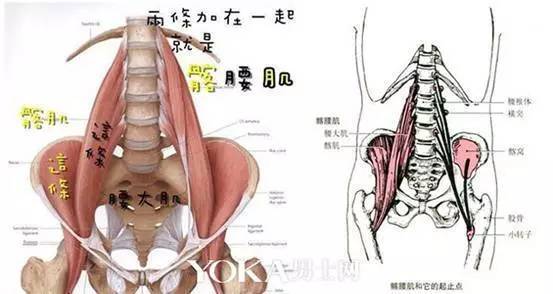 這個動作就相當於我們做了一個後仰的動作,也就是髖伸展, 在做後仰