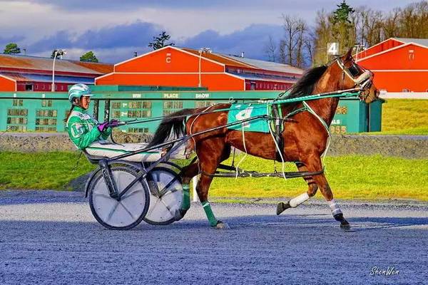 【馬術節亮點】世界名馬秀——駕馭馬車不簡單