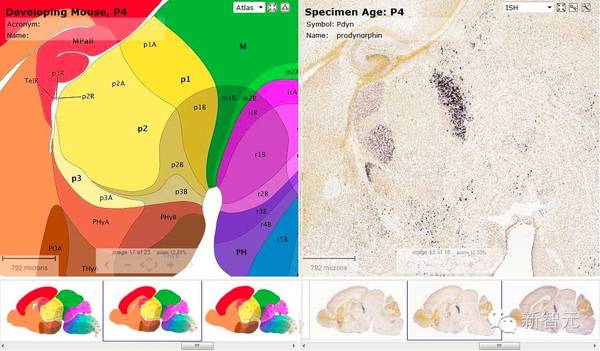 小鼠大脑皮层分区图片