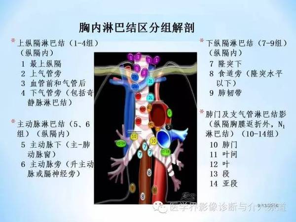 肺部淋巴结解剖图图片