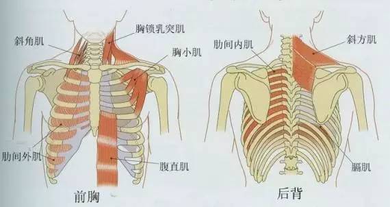 赏月时练习呼吸岂不很有感觉 谈呼吸与运动之间的关系 体育频道 手机搜狐