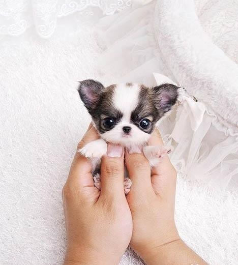 茶杯犬哭着对你说 童话里都是骗人的可爱背后的痛 新闻频道 手机搜狐 茶杯犬哭着对你说 童话里都是骗人的可爱背后的痛 新闻频道 手机搜狐